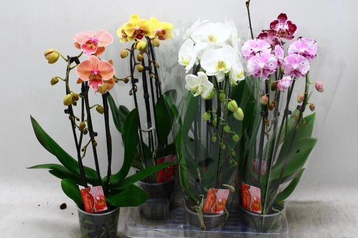 <h4>PHAL EL CASCADE</h4>