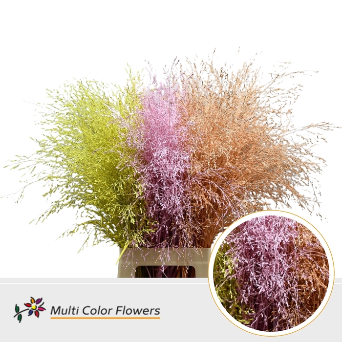 <h4>Panicum Easter Mix</h4>