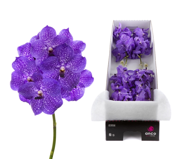 <h4>Vanda Violet Blue 83 X8</h4>