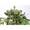 Kaaps Groen Euc. Bell Gum