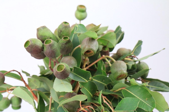 Kaaps Groen Euc. Bell Gum