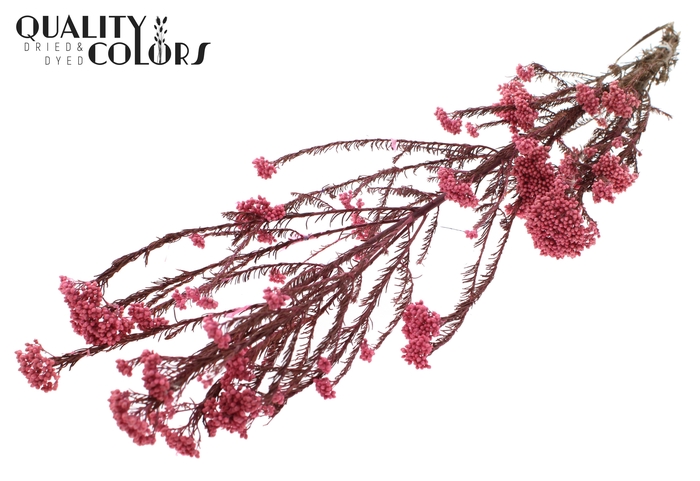 Rice Flower Preserved per bunch Pink