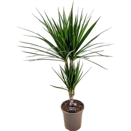 <h4>Dracaena Marginata 30-10</h4>