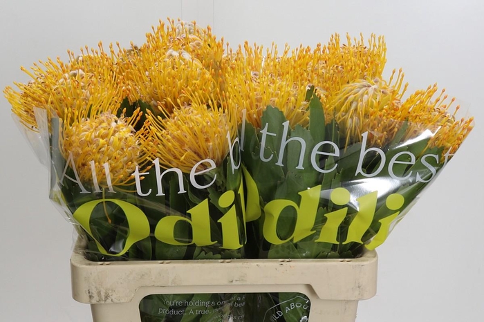 <h4>Nutans Joti</h4>