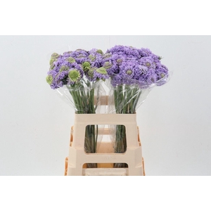 SCABIOSA ATROP. 'BONB SCOOP TEABER'