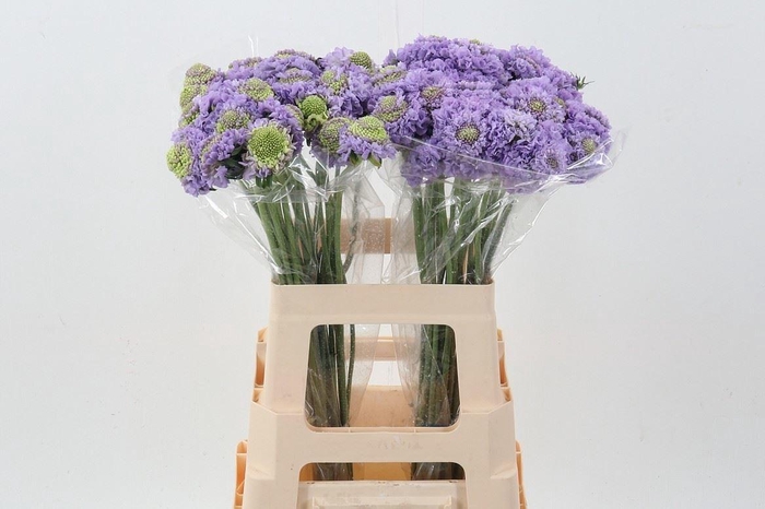 <h4>SCABIOSA ATROP. 'BONB SCOOP TEABER'</h4>