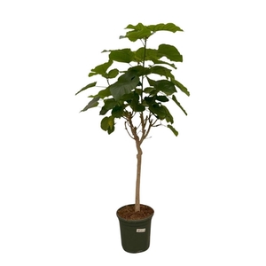 Ficus Umbellata op stam - 150cm