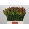 Leucadendron Laurel Yellow