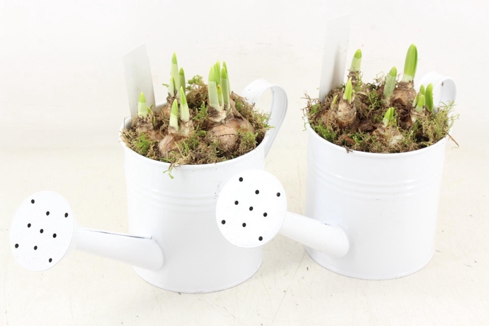 <h4>arr4 Narcis JS - Zink gieter white x5</h4>