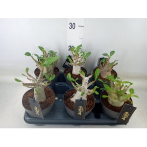 Adenium NB 'Ansu Baobab'