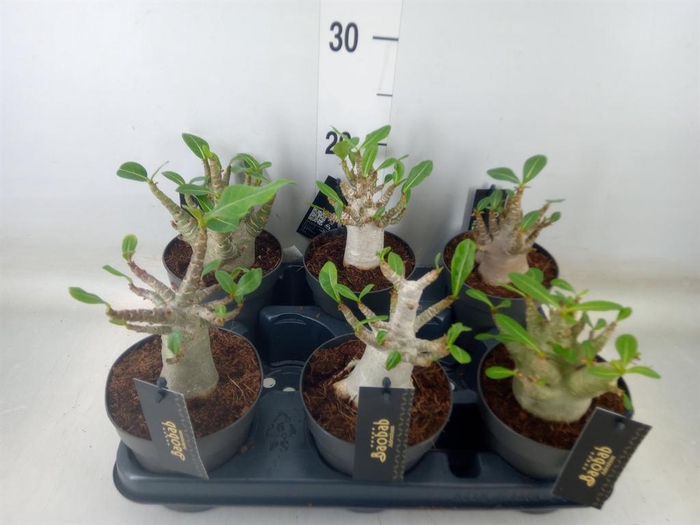 <h4>Adenium NB 'Ansu Baobab'</h4>