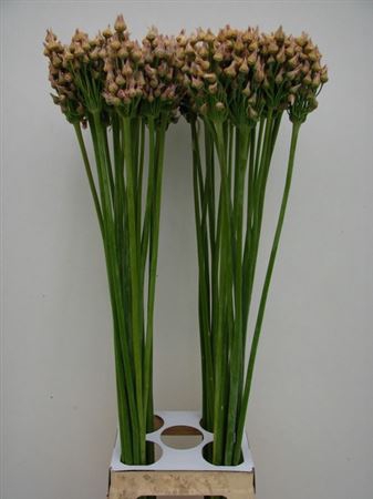 Allium Ov Zaaddoos