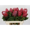 Protea Cynaroides Madiba
