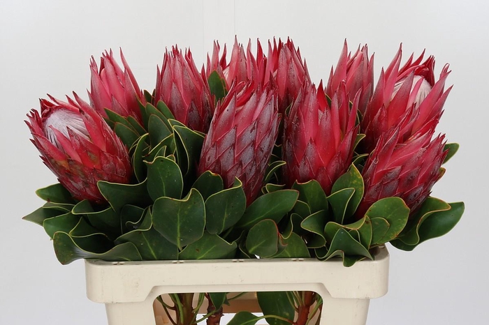 <h4>Protea Cynaroides Madiba</h4>