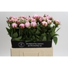 Paeonia Sarah Bernhardt