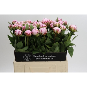 Paeonia Sarah Bernhardt