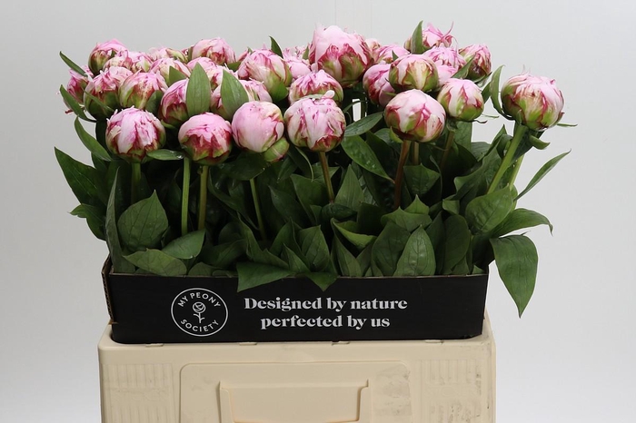 <h4>Paeonia Sarah Bernhardt</h4>