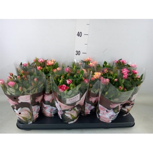 Rosa  'Victory'   ...mix