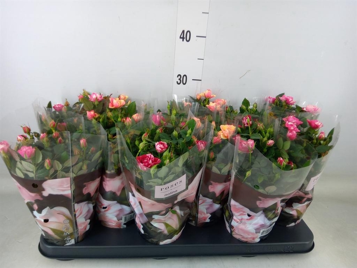 <h4>Rosa  'Victory'   ...mix</h4>