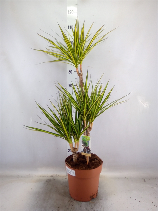 <h4>Dracaena marg. 'Sunray'</h4>