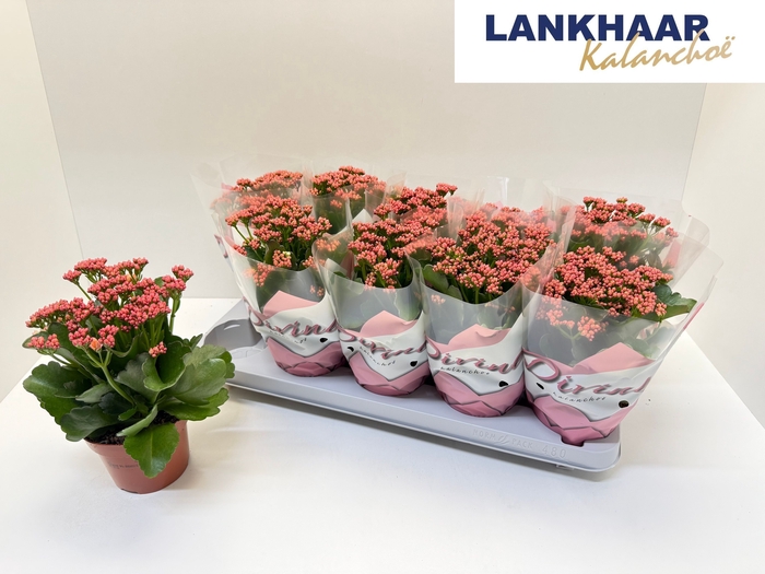 <h4>KAL GE PERFECTA PINK</h4>