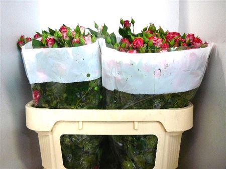 <h4>R Tr Fireworks</h4>