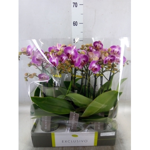 Phalaenopsis multi.   ...rose
