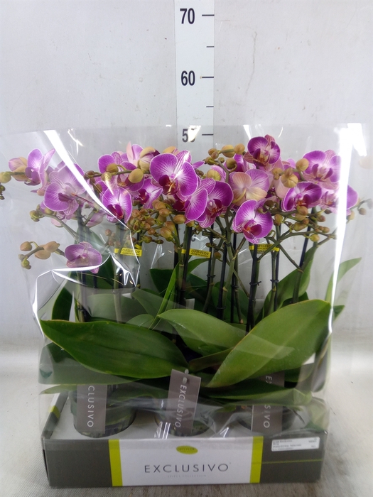 <h4>Phalaenopsis multi.   ...rose</h4>