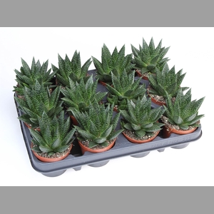 Gasteria  'Flow'