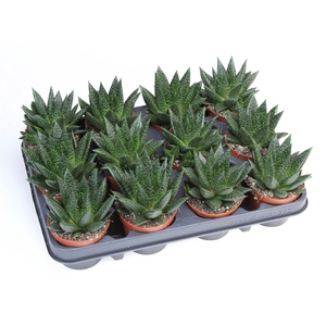 Gasteria  'Flow'