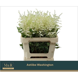ASTIL JA WASHINGTON