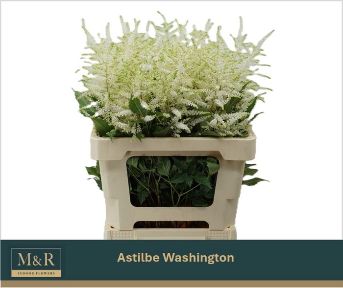 <h4>ASTIL JA WASHINGTON</h4>