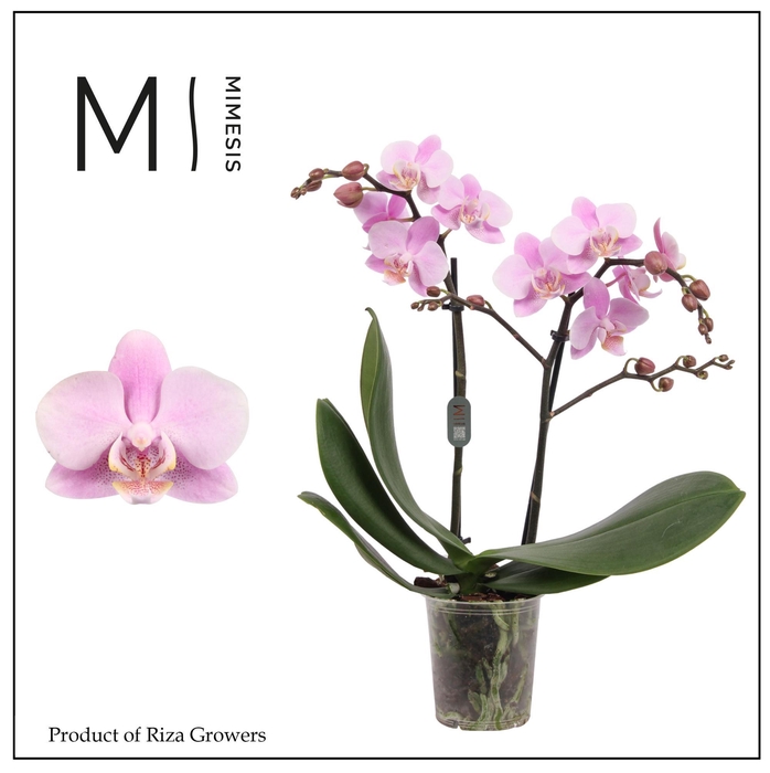 <h4>Phalaenopsis Beaution 2 spike - 12cm | Mimesis</h4>