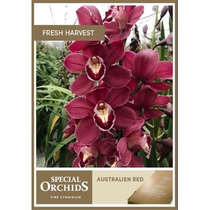 CYMB T AUSTRALIA RED