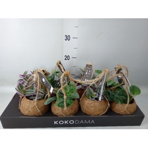 Planten Groen   ...mix  4