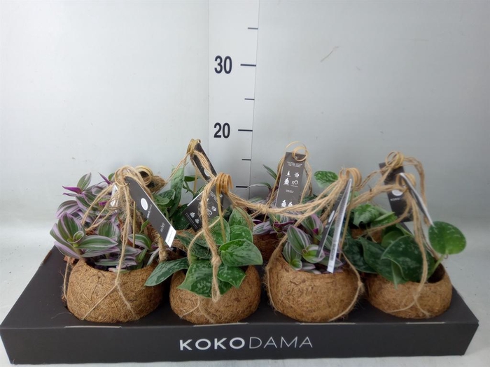 <h4>Planten Groen   ...mix  4</h4>