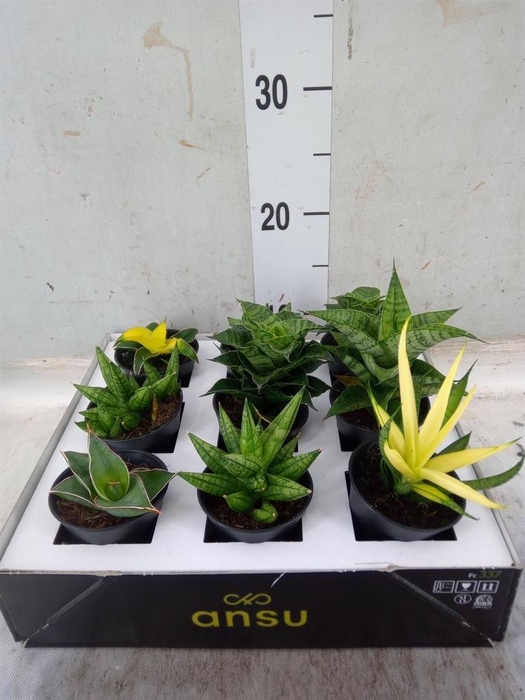 <h4>Sansevieria ...</h4>