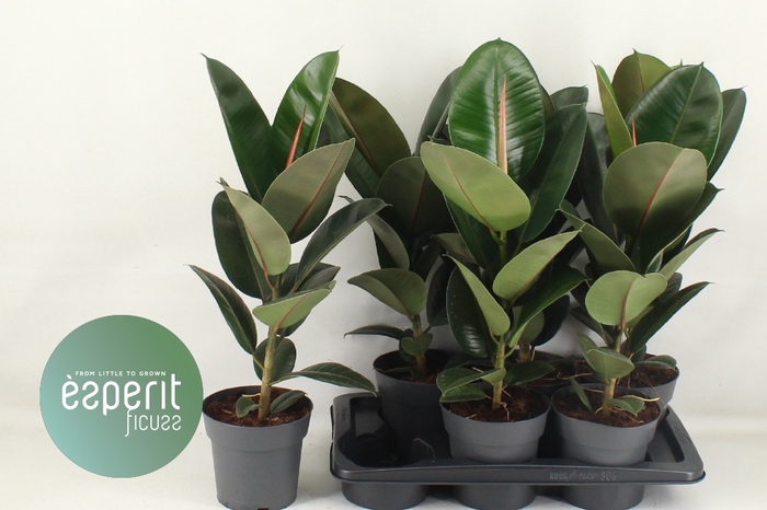 <h4>FIC EL ROBUSTA</h4>