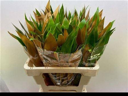 <h4>Grevillea Baileyana</h4>