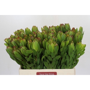 Leucadendron Goldstrike