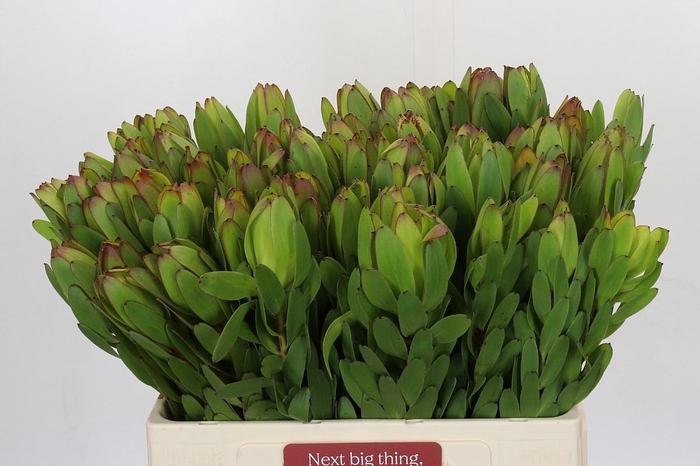 <h4>Leucadendron Goldstrike</h4>