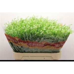 LEPIDIUM GREEN BELL 38 GR.