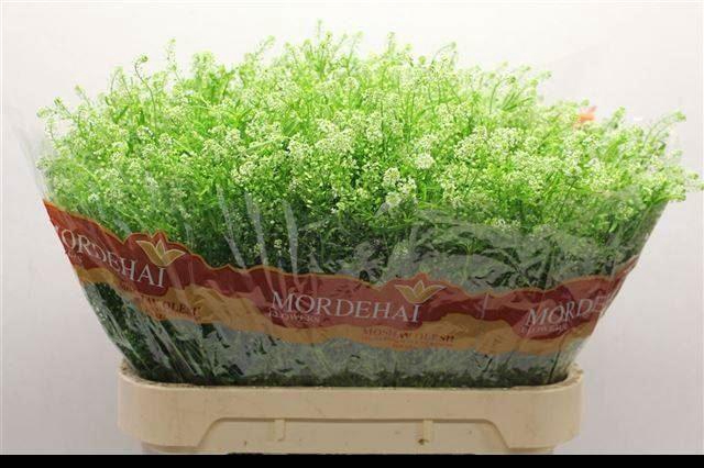 <h4>LEPIDIUM GREEN BELL 38 GR.</h4>