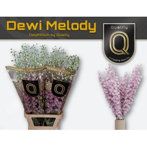 DELPH DU DEW MELODY 60CM X60