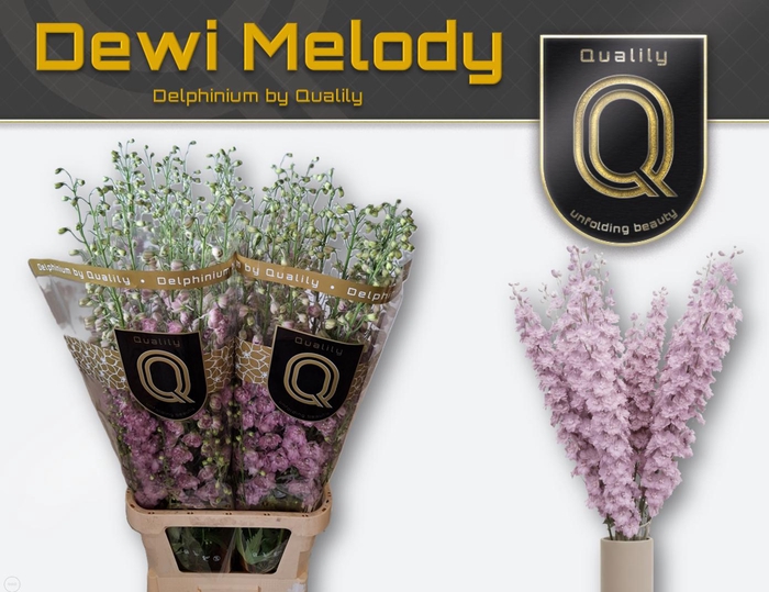 <h4>DELPH DU DEW MELODY 60CM X60</h4>