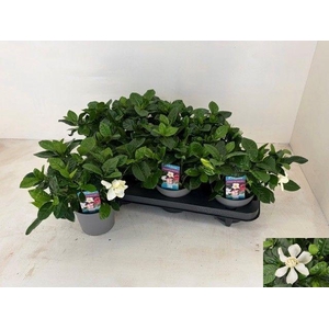 GARDENIA JASMINOIDES
