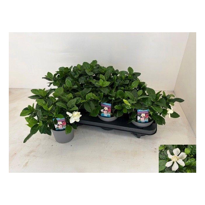 <h4>GARDENIA JASMINOIDES</h4>