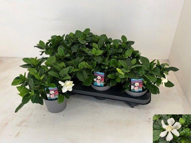 <h4>GARDENIA JASMINOIDES</h4>
