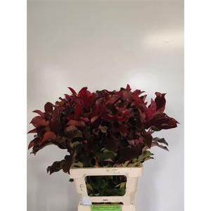 Photinia X F Purple Peter