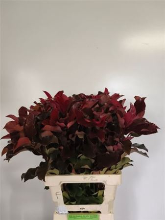 <h4>Photinia X F Purple Peter</h4>